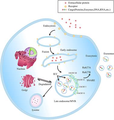 Exosomal Non-Coding RNAs: Regulatory and Therapeutic Target of Hepatocellular Carcinoma